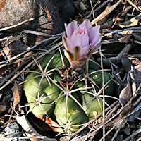 Gymnocalycium chiquitanum