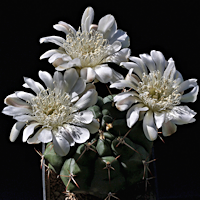 Gymnocalycium chiquitanum