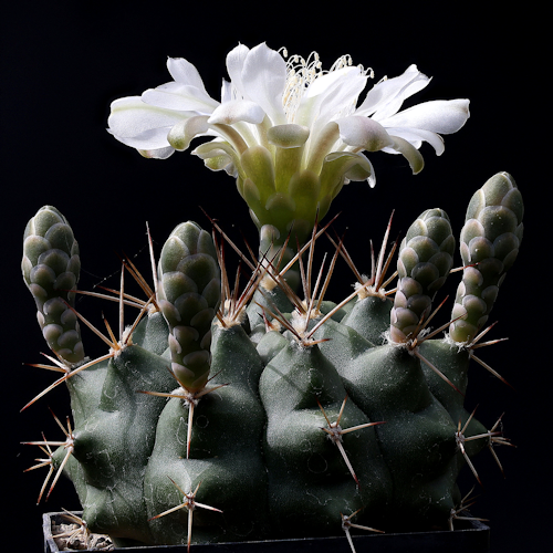 Gymnocalycium matoense